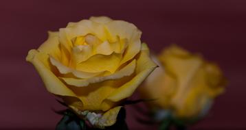 macro picture of Yellow Rose flowers