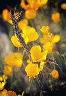 yellow field poppies on blurred background