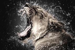 Tiger Animal in the splashes of water