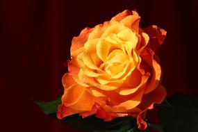 orange rose as a natural beauty