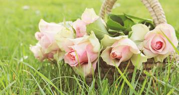 Roses Noble in Basket on meadow