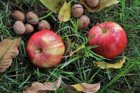 apples, nuts and leaves on the lawn