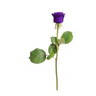 isolated violet rose