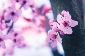 blurred photo of a purple garden tree