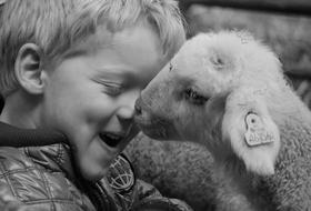 Lamb Child