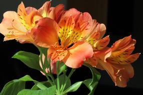 exotic orange flowers close up