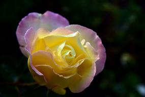 macro photo of a yellow-purple rose