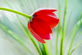 gentle Tulip Bright Red