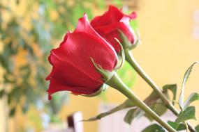 two red roses in a vase