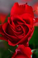 wonderful Rose Petals Red