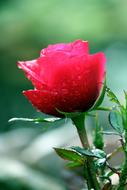 delightful Rose Flower