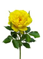 yellow fluffy rose at white background