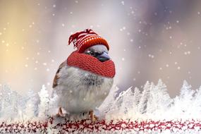 Sparrow Winter