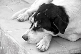 monochrome portrait of enchanting Dog sleeping