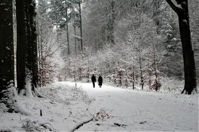 elderly couple walks in the winter forest