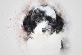 vintage image of a black and white puppy