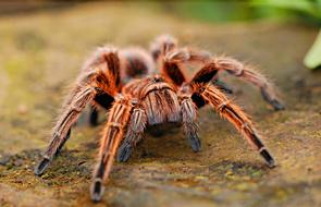 macro photo of a tarantula on a stone