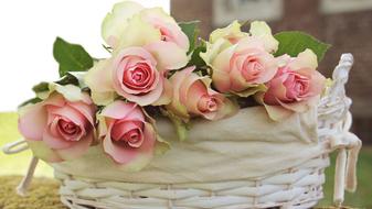 pink Roses in white Basket