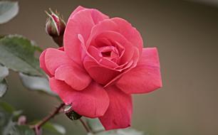 red Rose Bloom and buds on twig