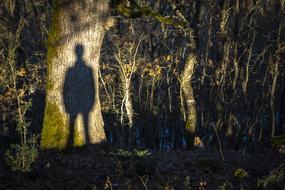 man shadow in the forest