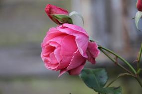 delightful pink rose