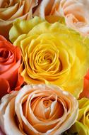 three-color bouquet of roses