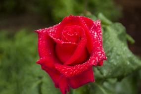 Close-up of the beautiful, blossoming, red rose flower, with the green leaves, in water droplets