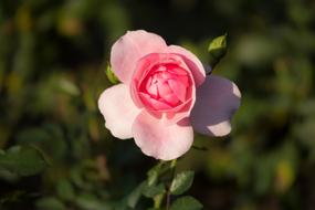 enchanting Rose Bud Romantic