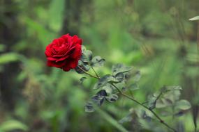 wonderful red Rose garden