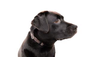 Labrador Head Brown