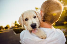 boy holds a white puppy in his arms