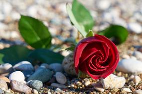 red rose on pebbles at sunny day