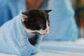 Kitten Sleeve