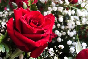 wonderful Red Rose and other white flowers bloom