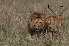 wonderful pair of lions