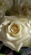 macro photo of white roses in a bouquet