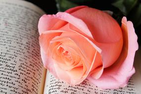 Pink Rose Book