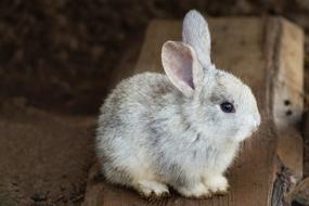 delightful Rabbit Animal