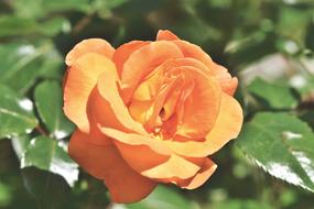 orange rose on a bush on a sunny day