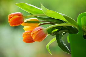 gentle Tulips Flower Spring