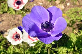 purple and white poppies in the flowerbed