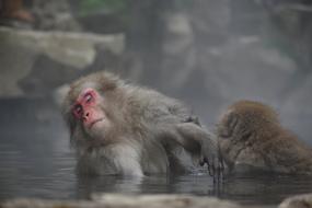 gentle Monkey Baby