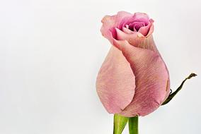 Rose Pink Macro on gray background