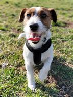 charming playful jack russell puppy