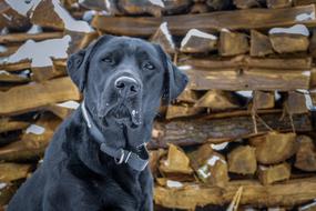 photo of a big black dog on a background of stacked firewood