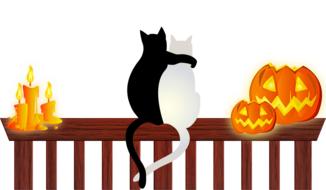 painted cats in love are sitting on the fence