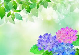 Beautiful and colorful hydrangea flowers, and green leaves, in light, clipart