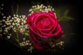 pink rose and white decorative flowers