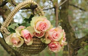 Roses Basket