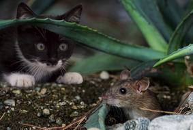 kitten is watching a rodent